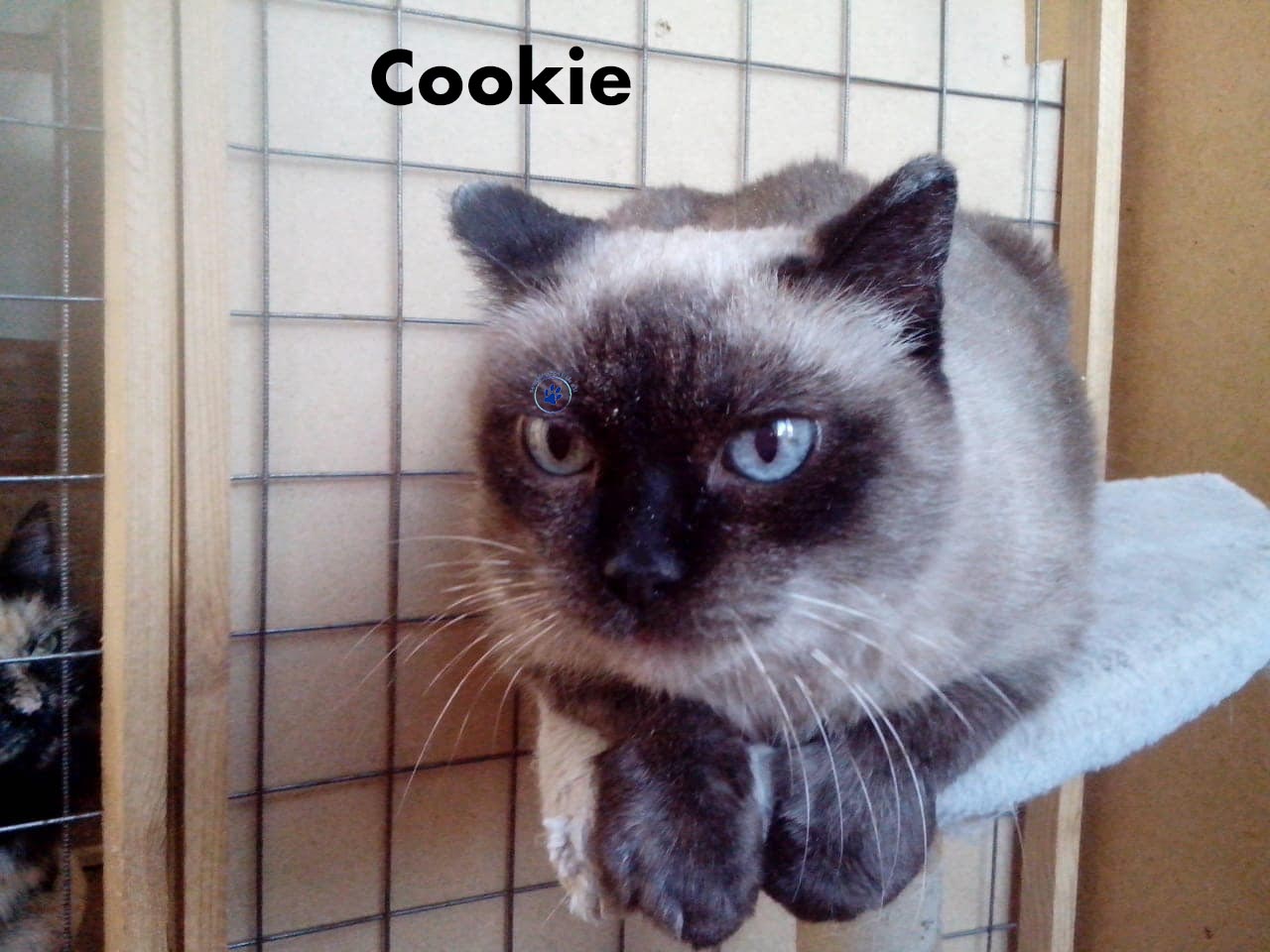 Nikolai/Katzen/Cookie/Cookie08 Kopie.jpg